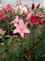 [5218 Missoni VZ No02.JPG]